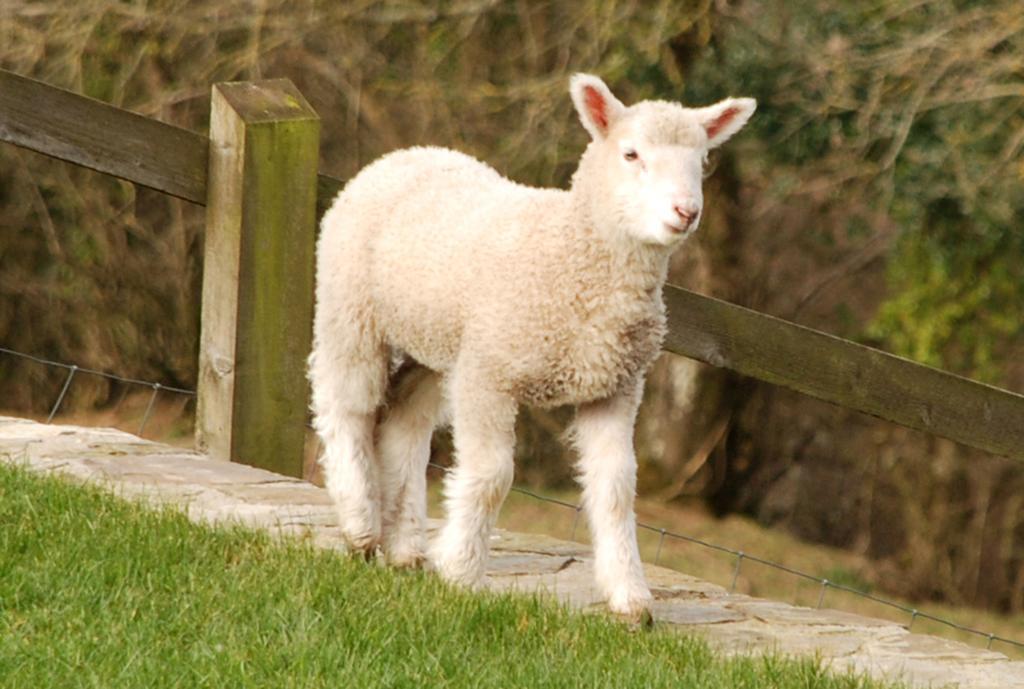 Kerswell Farmhouse Totnes Dış mekan fotoğraf